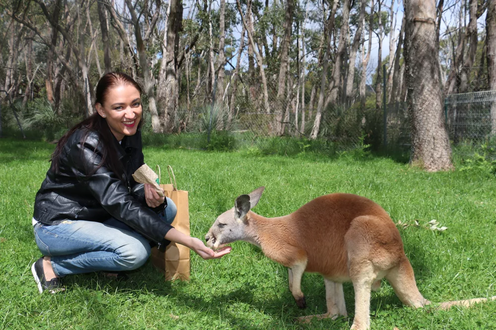 Cleland wildlife park kangaroo