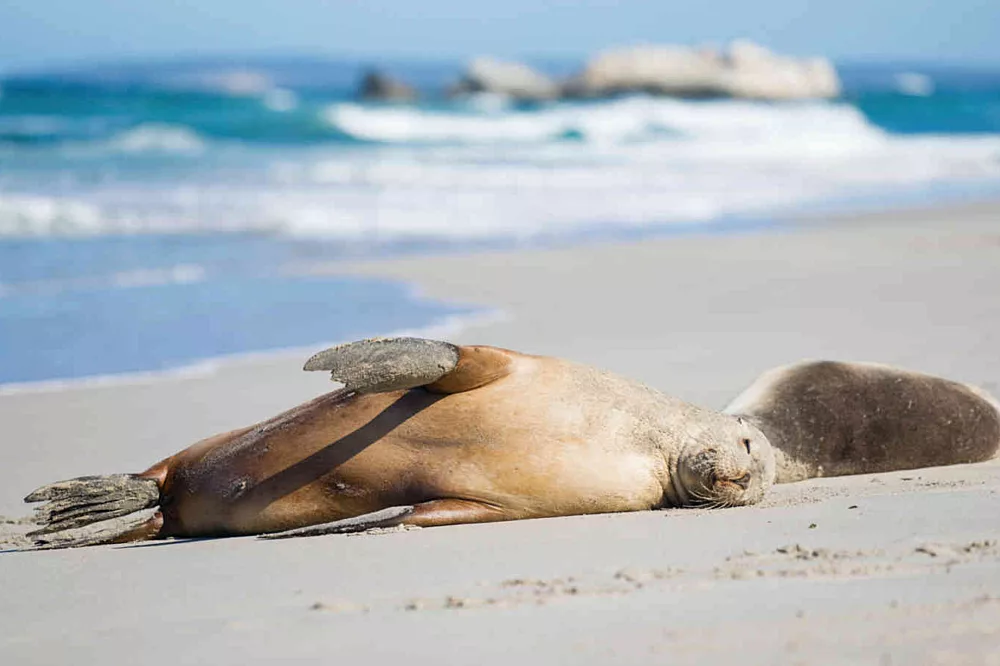 Kangaroo Island sealion