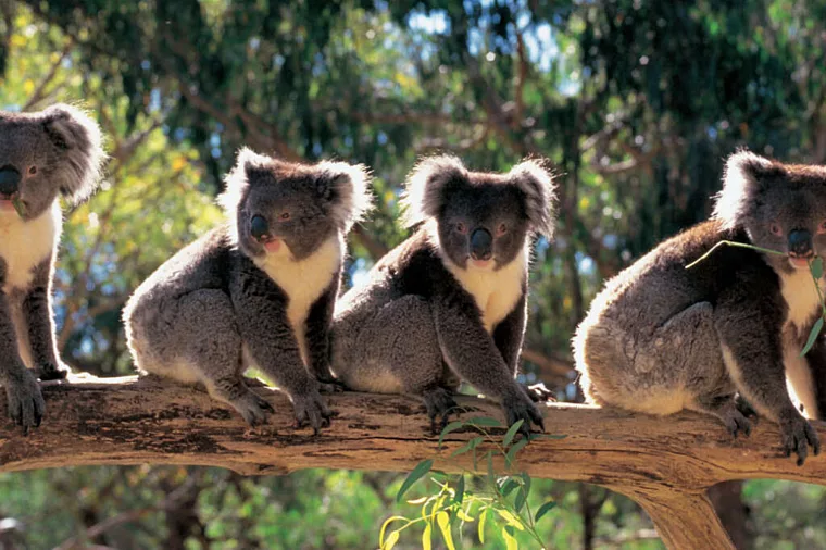 Cleland row of koalas