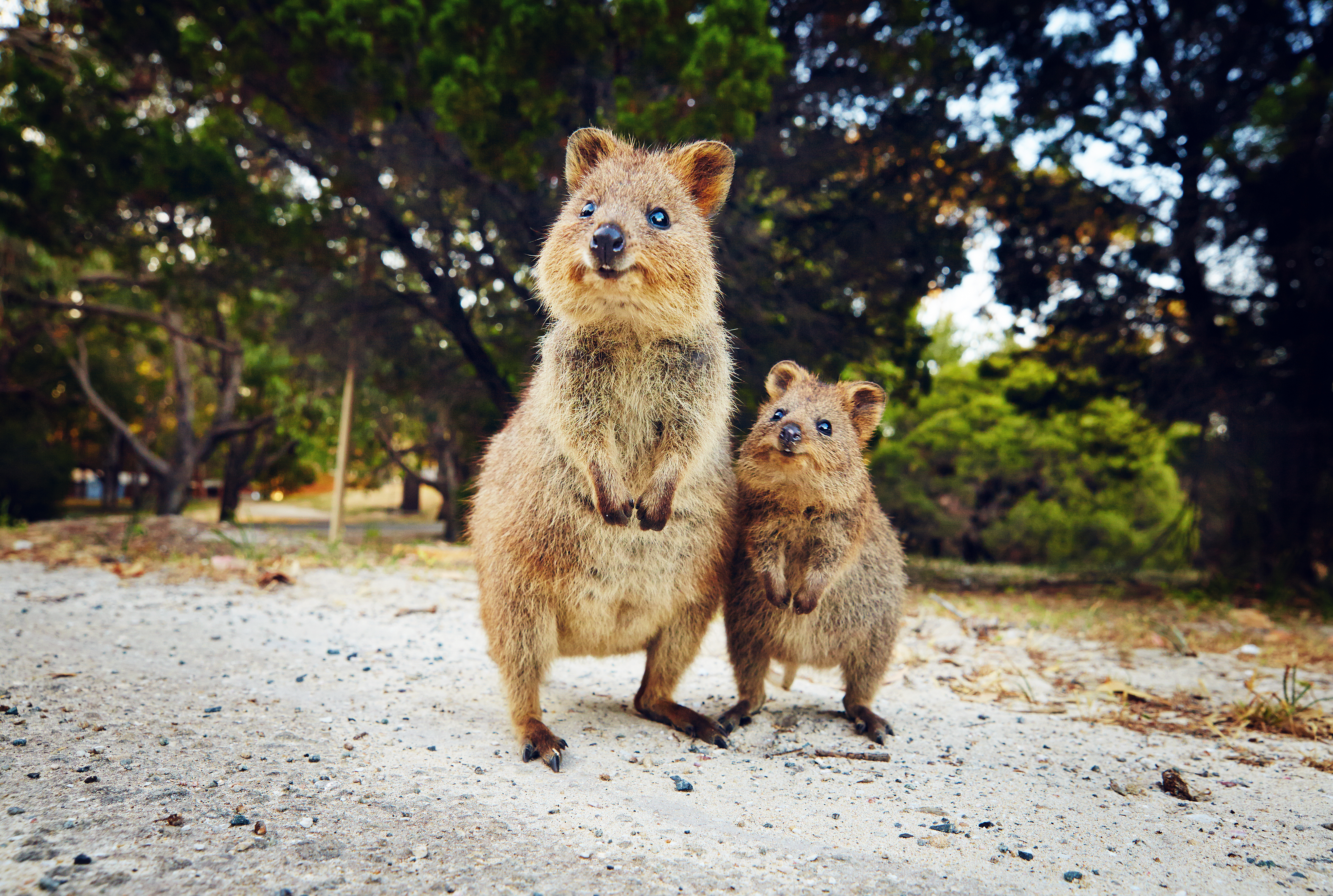 Happiness is a Quokka family moment!