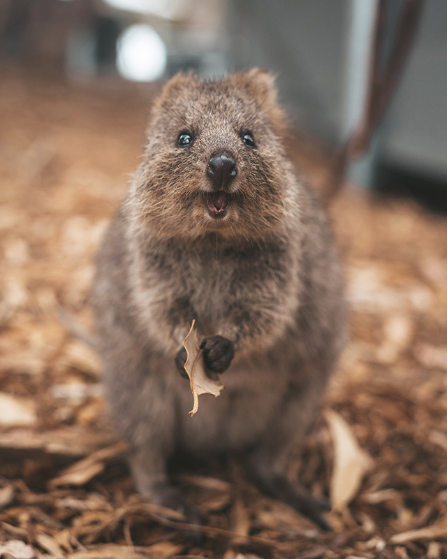 Quokka, Rottnest Island