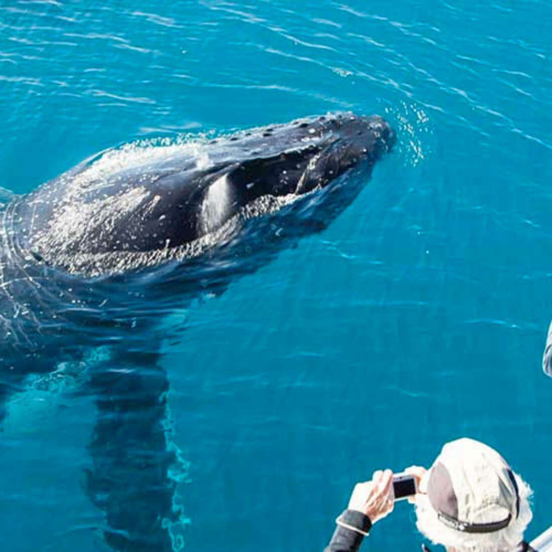 whale watching tours uk