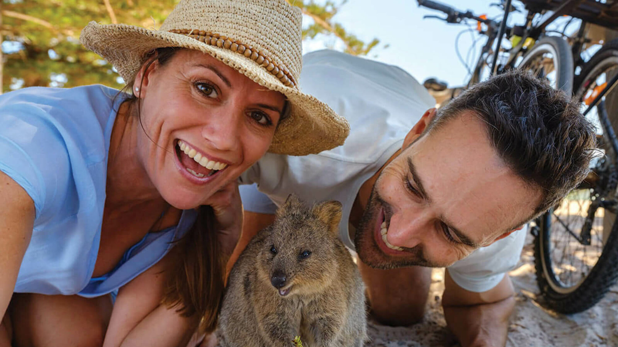 Rotto quokka
