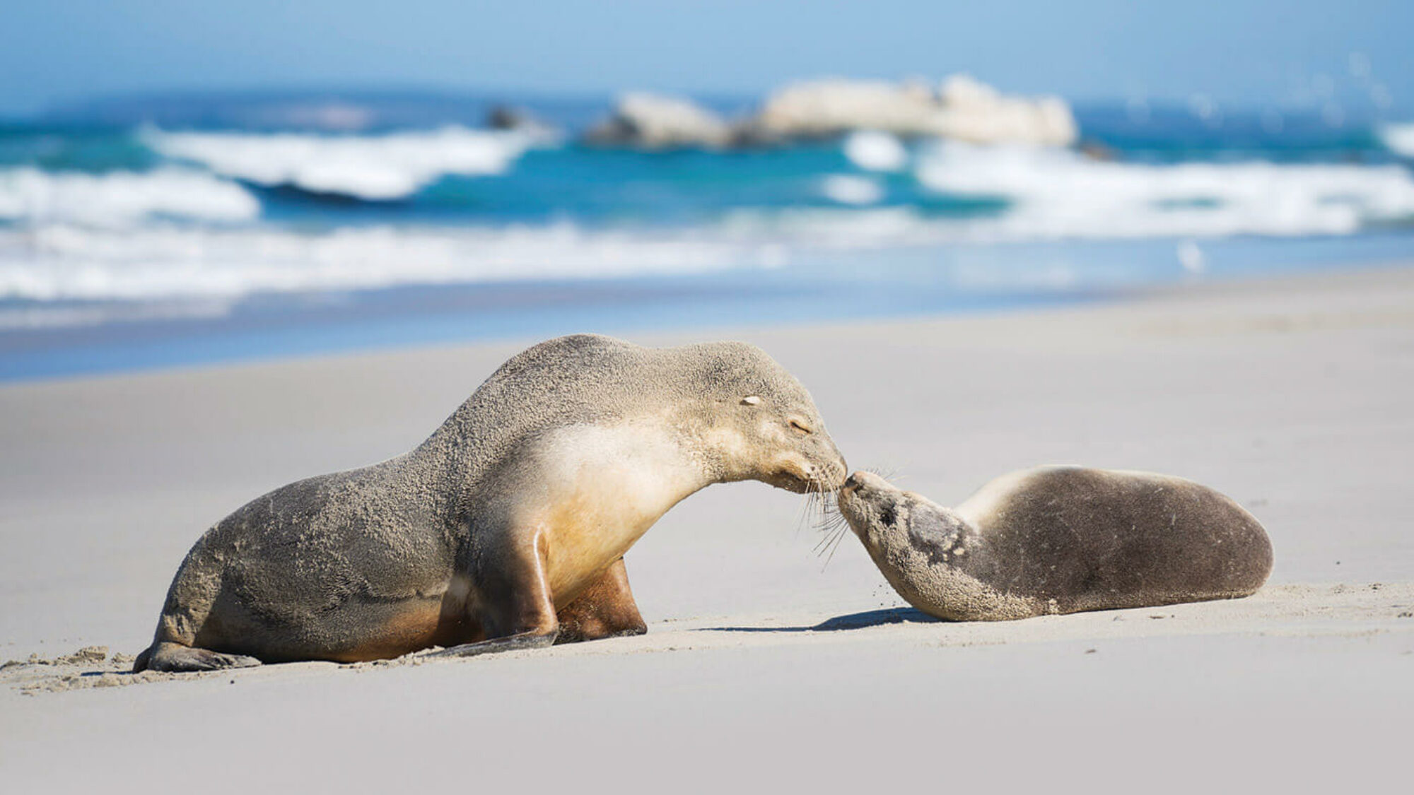 Seals