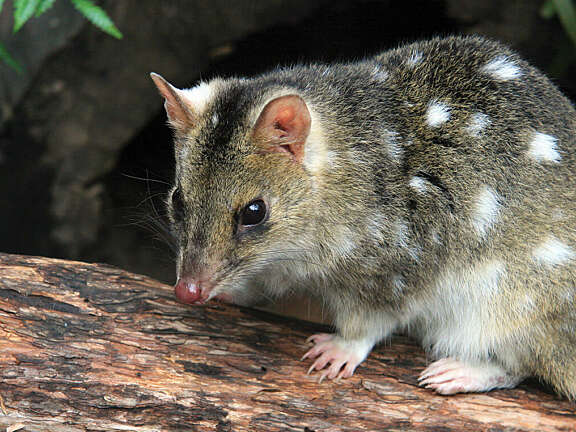Bruny quoll