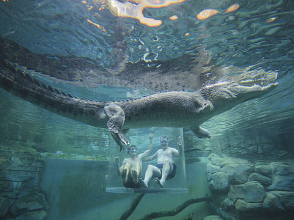 Darwin crocs
