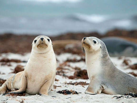Ki seals