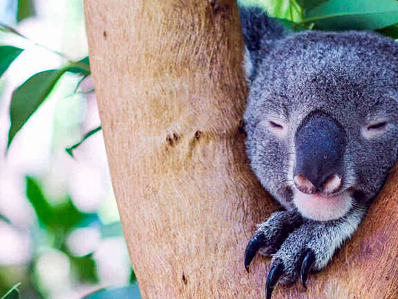 Koala