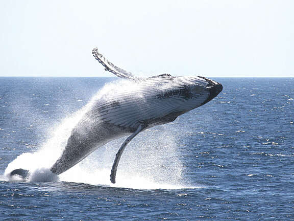 Whale breaching