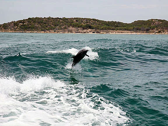 Perth dolphins rockingham