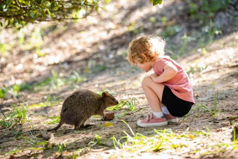 Rottnest island quokka