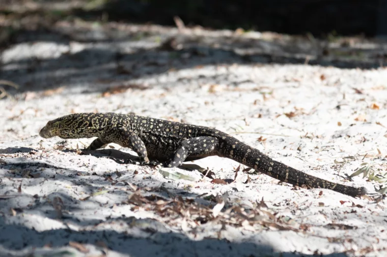 Goanna on whitsundays