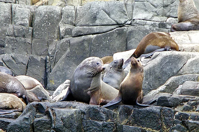 Bruny seals