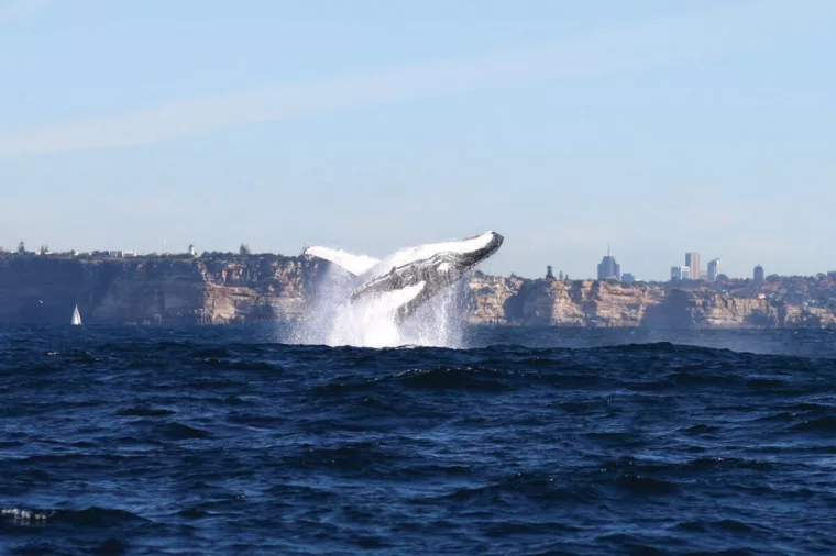 Sydney whale