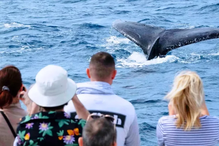 Whale watching Maggie
