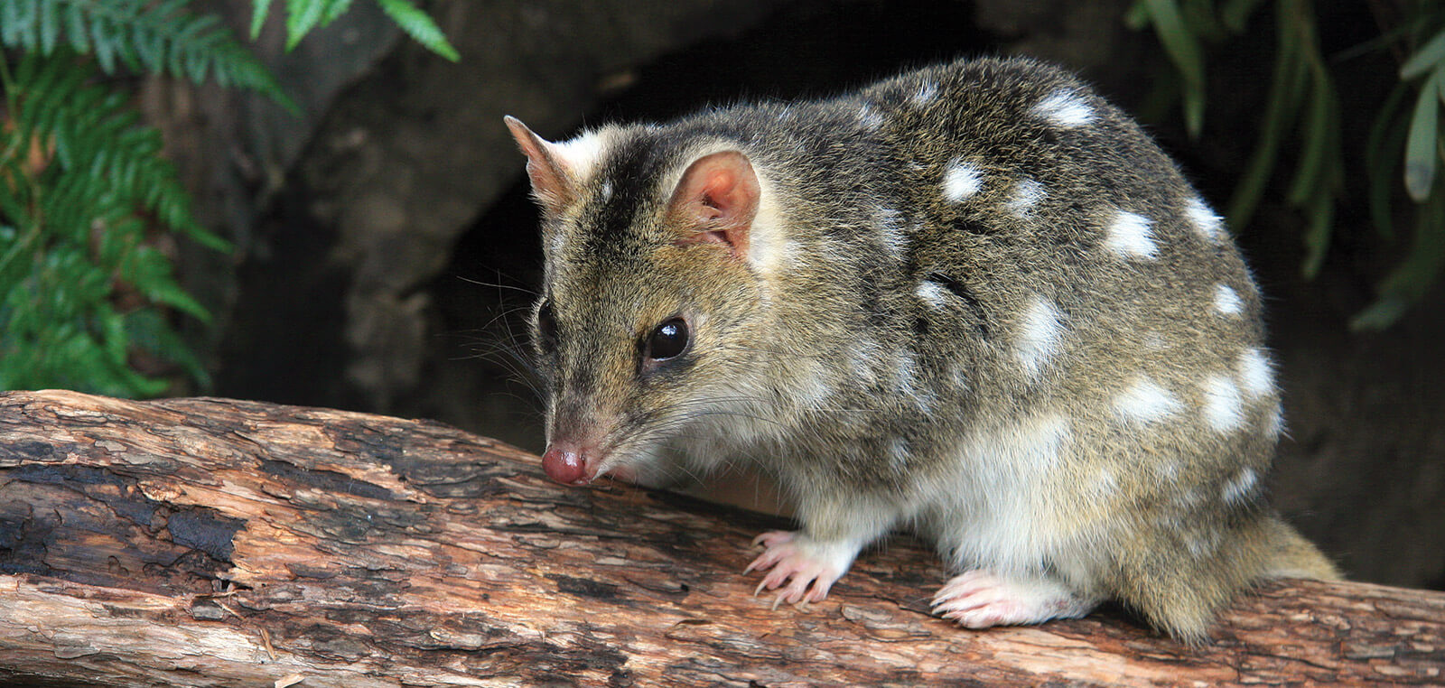 Quoll on Bruny Island