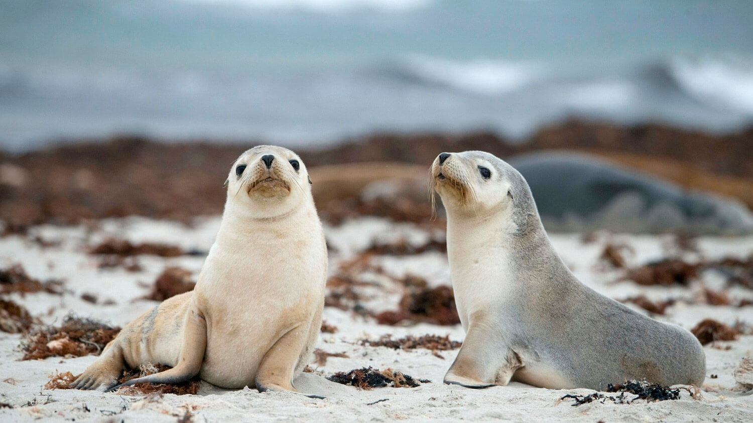 day tours kangaroo island sa