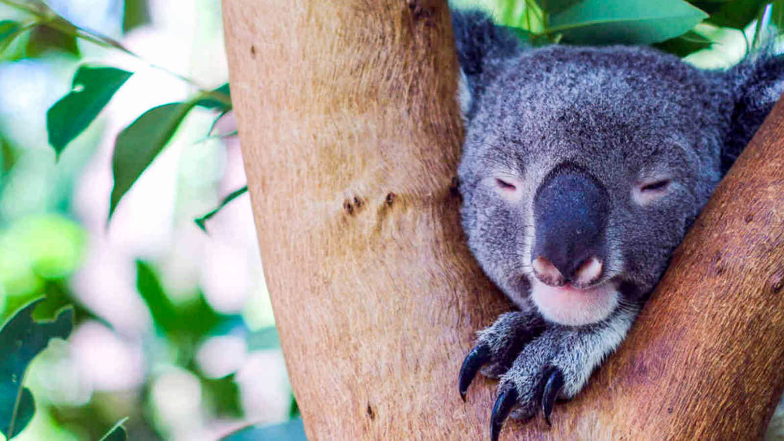 Koala in gumtree