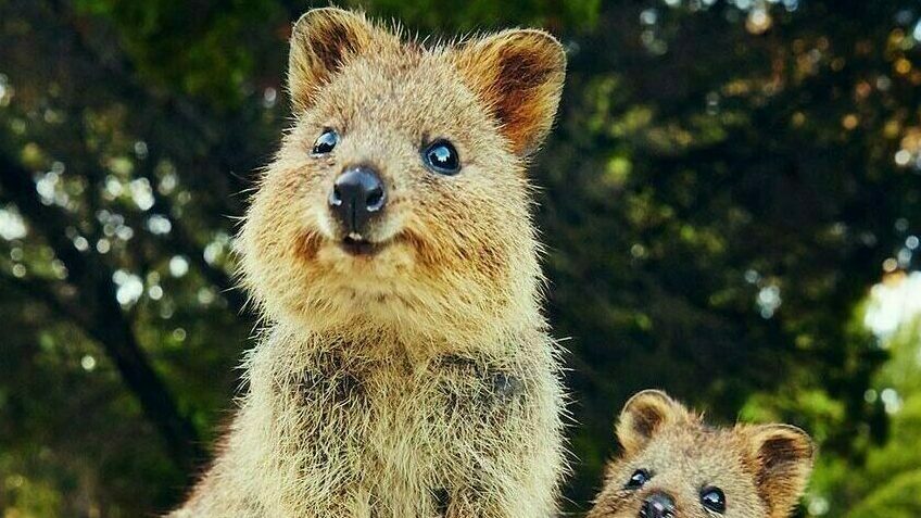 Quokkacuteness