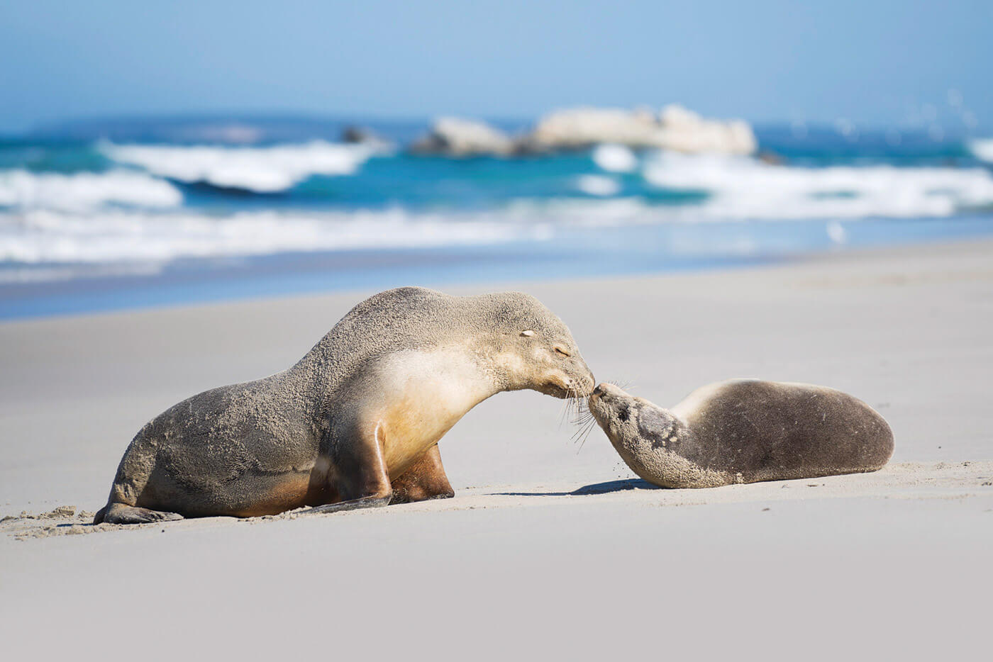 Seals on Kangaroo Island