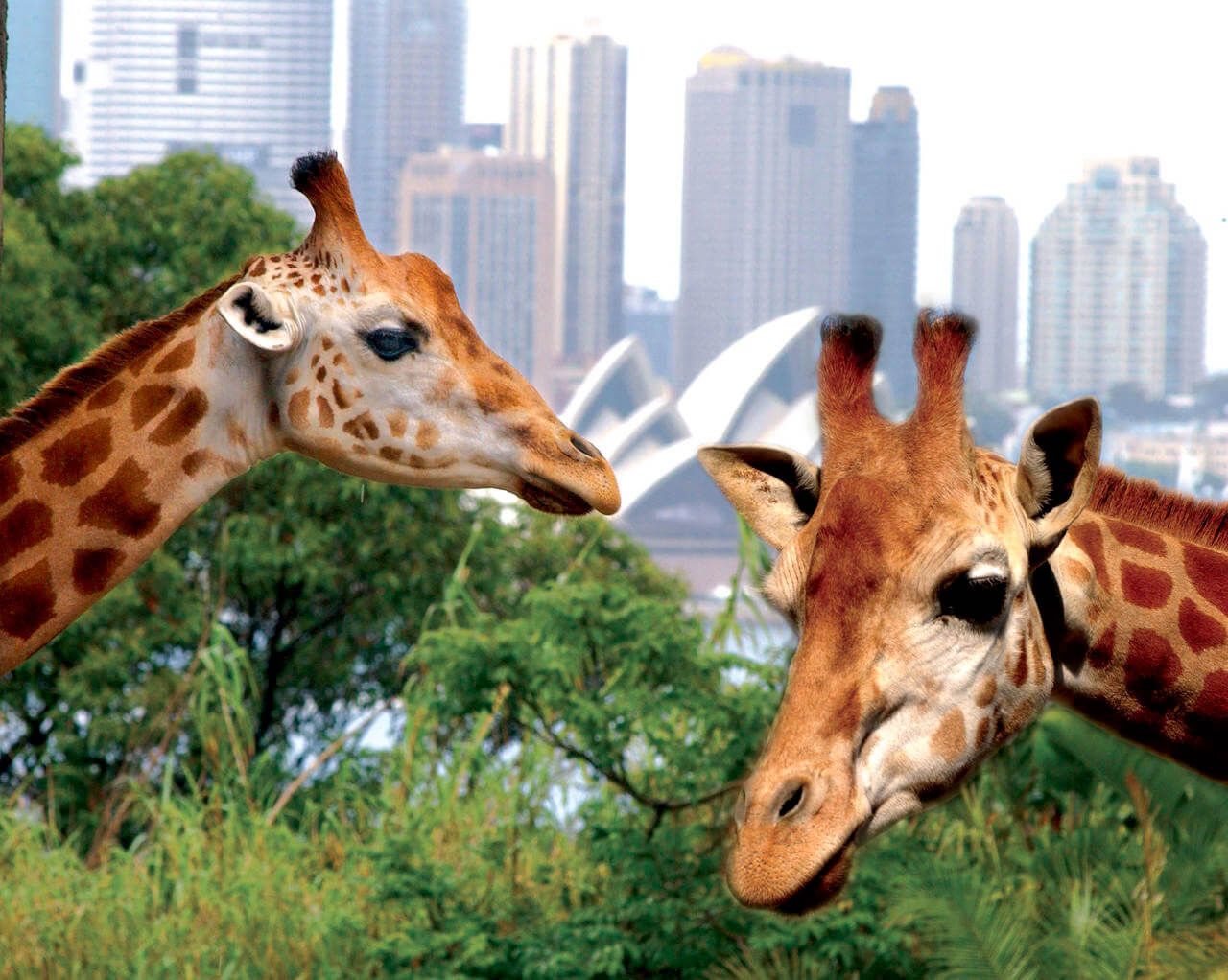 Giraffes at Taronga Zoo