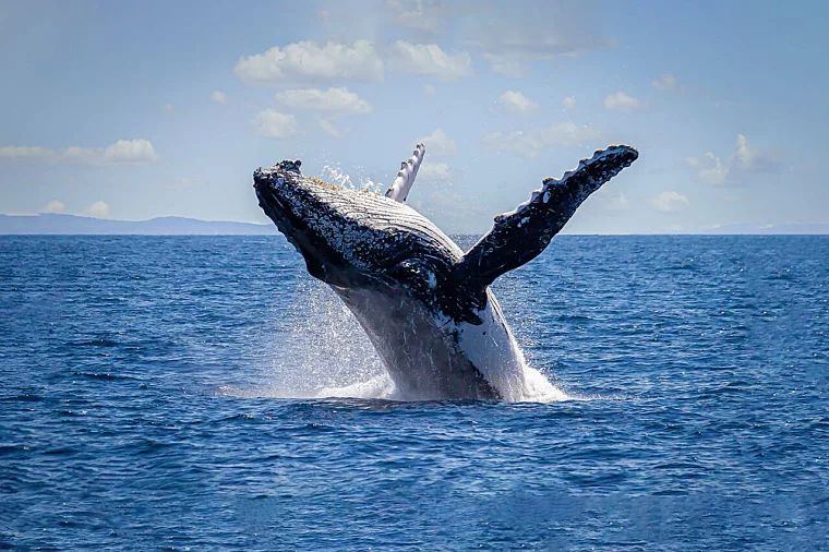 Se whale breach large