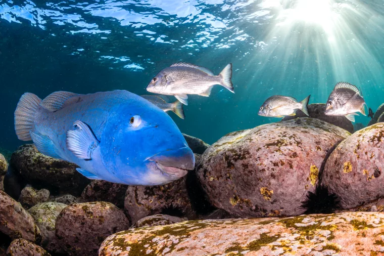 Eastern Blue Groper Sydney 6333 ST