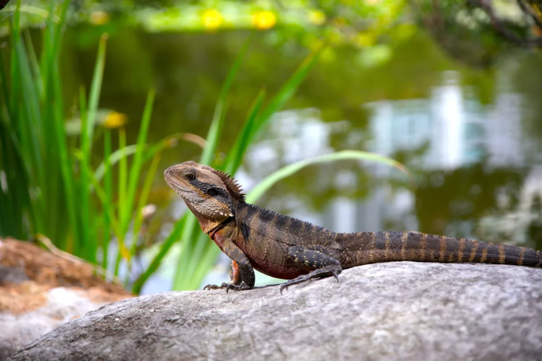 Australian Reptile Park