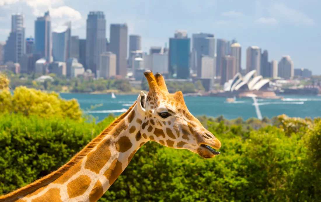 Taronga Zoo 3543 ST