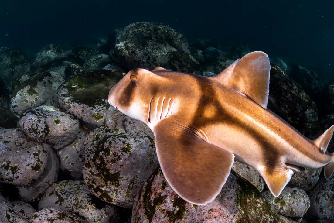 Port Jackson Shark Shelly Beach 5715 ST