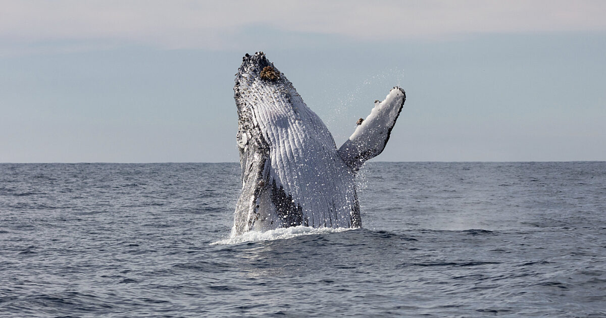 Whale Watching Sydney | Captain Cook Cruises Sydney Harbour