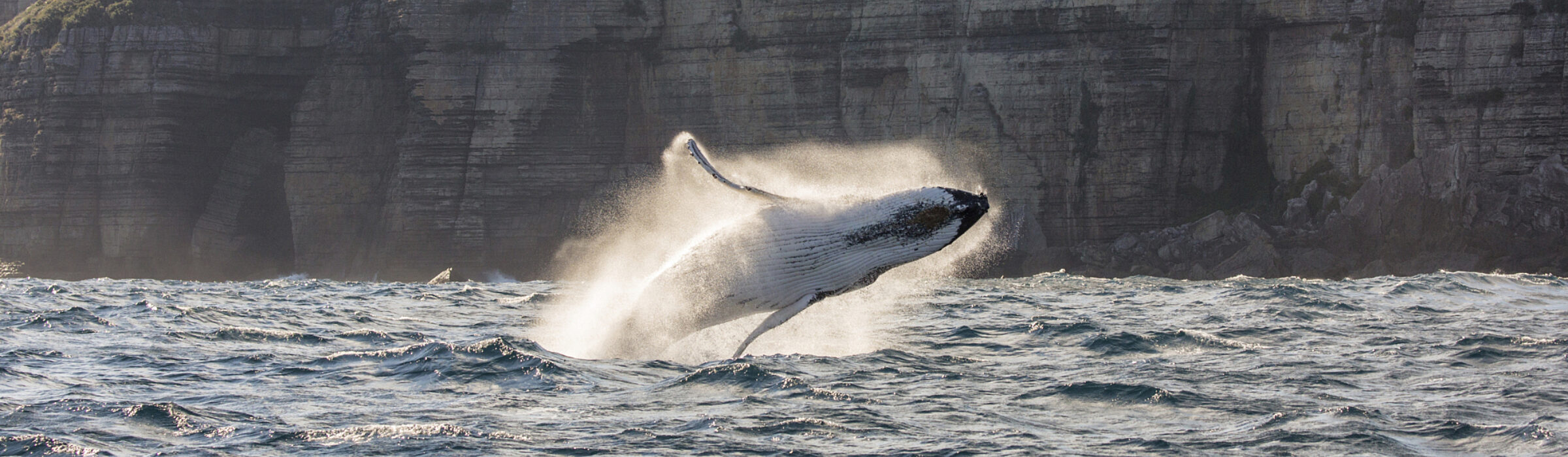 Five of the best whale watching spots close to Sydney | Captain Cook