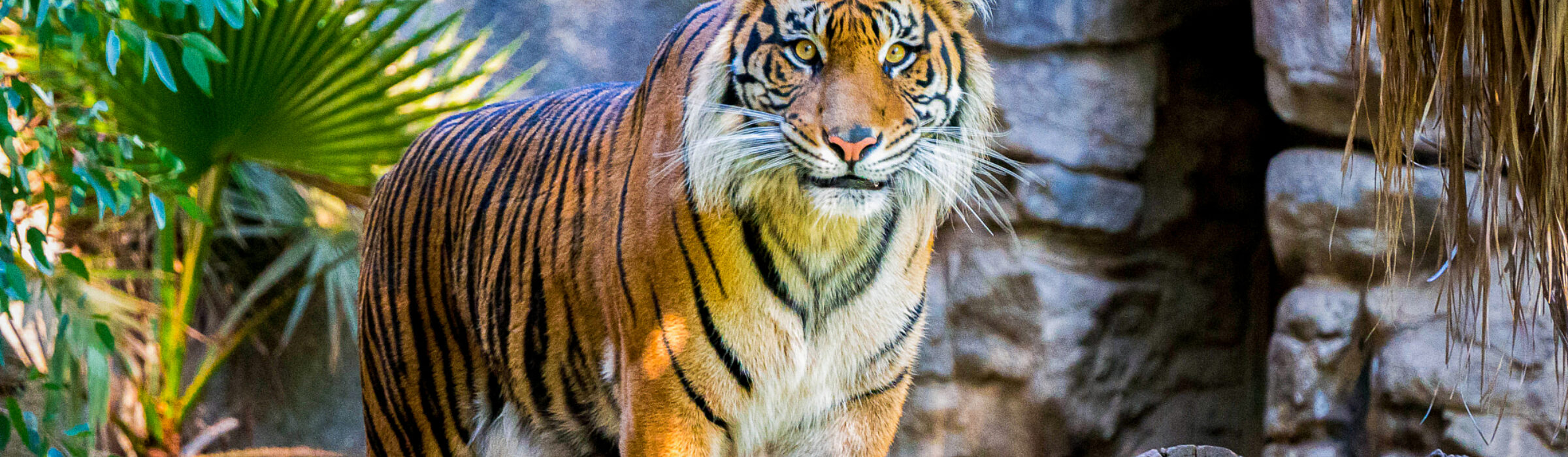 Ferry to Taronga Zoo | Captain Cook Cruises Sydney Harbour