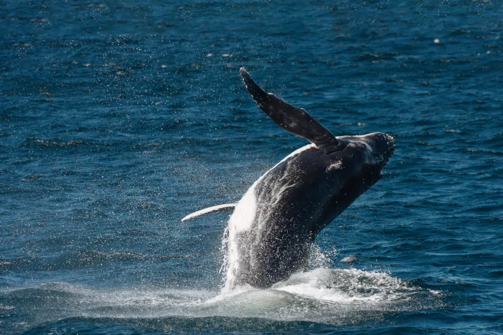 Whale jumping breaching humpback wildlife non-ccc dnsw