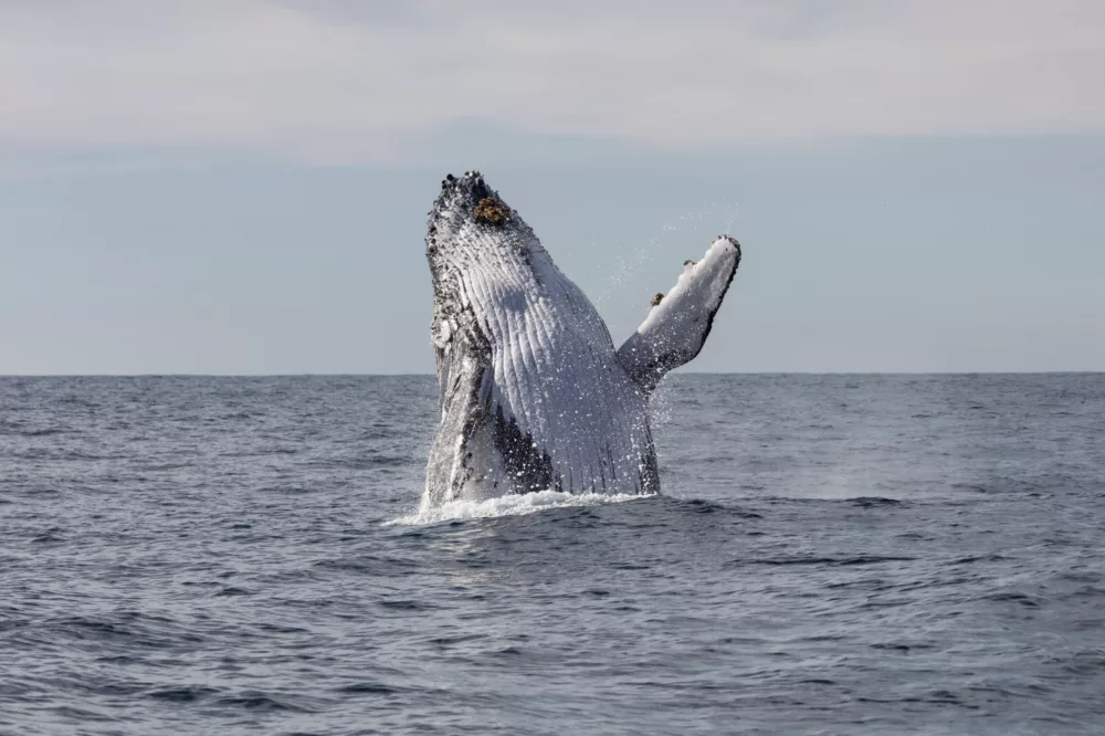 Humpback whale breaching out of the water wildlife non-ccc dnsw