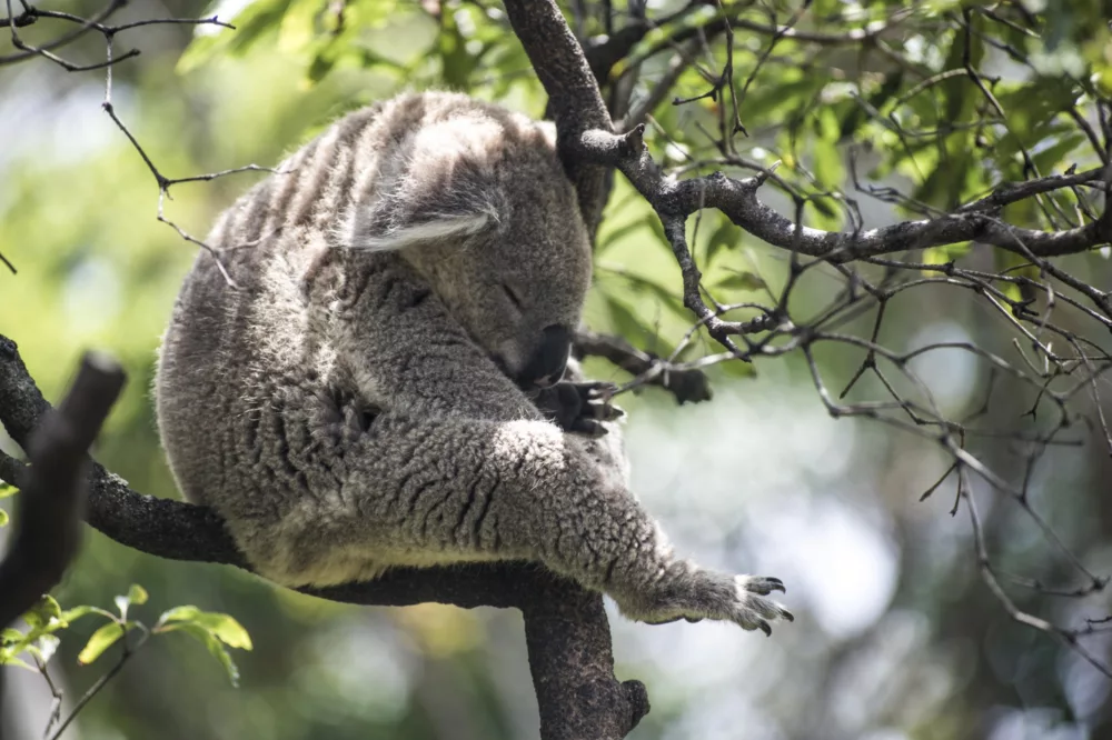 Taronga Zoo koala wildlife non-ccc attraction HOHO unsplash