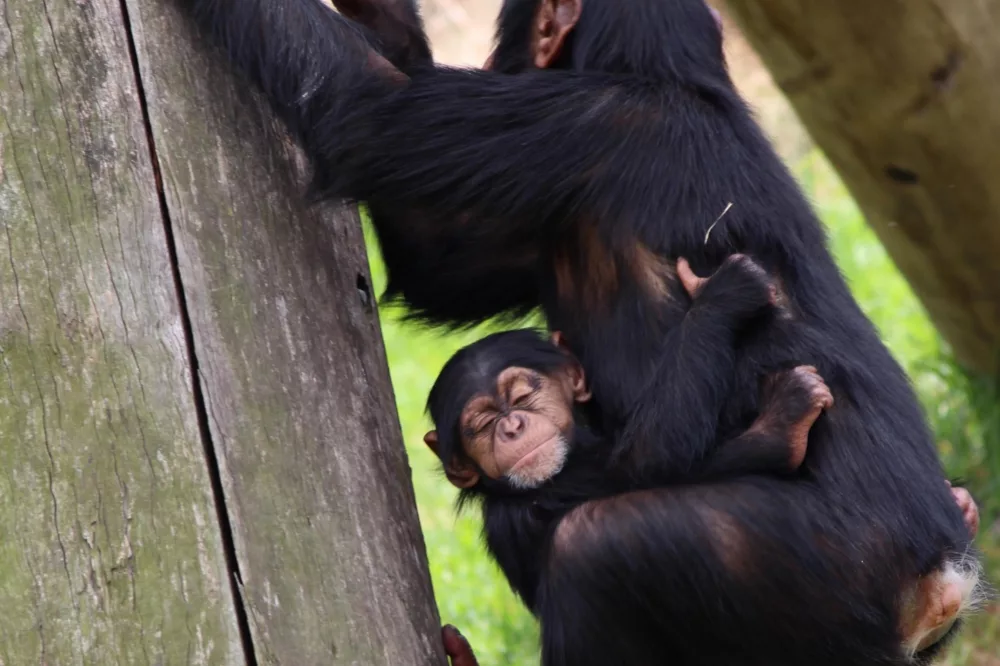 Chimpanzees Taronga Zoo wildlife attraction HOHO non-ccc  unsplash