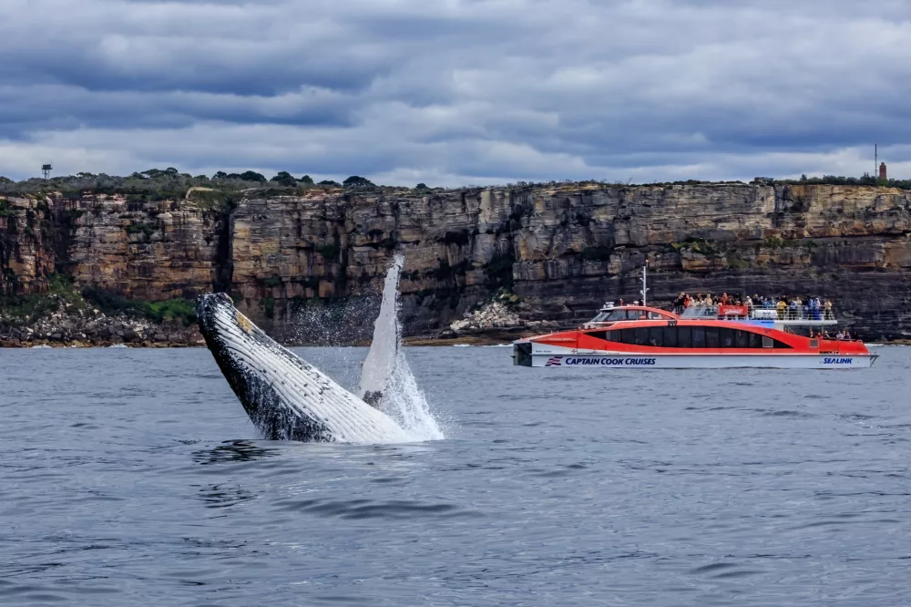 Whale Rocket 9286