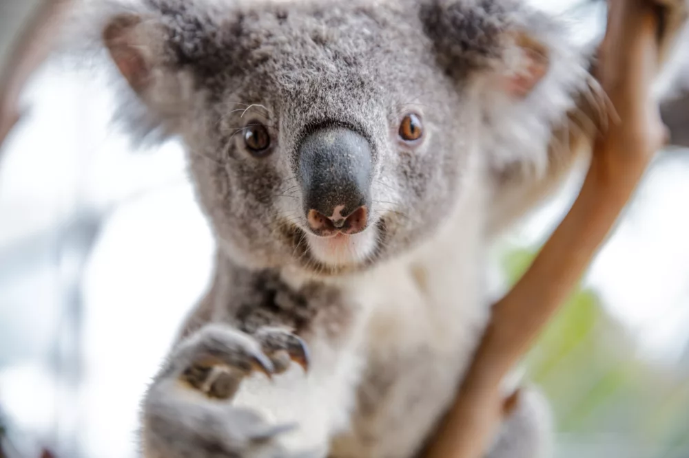 Koala Hero Image WildLife zoo non-ccc attractions merlin