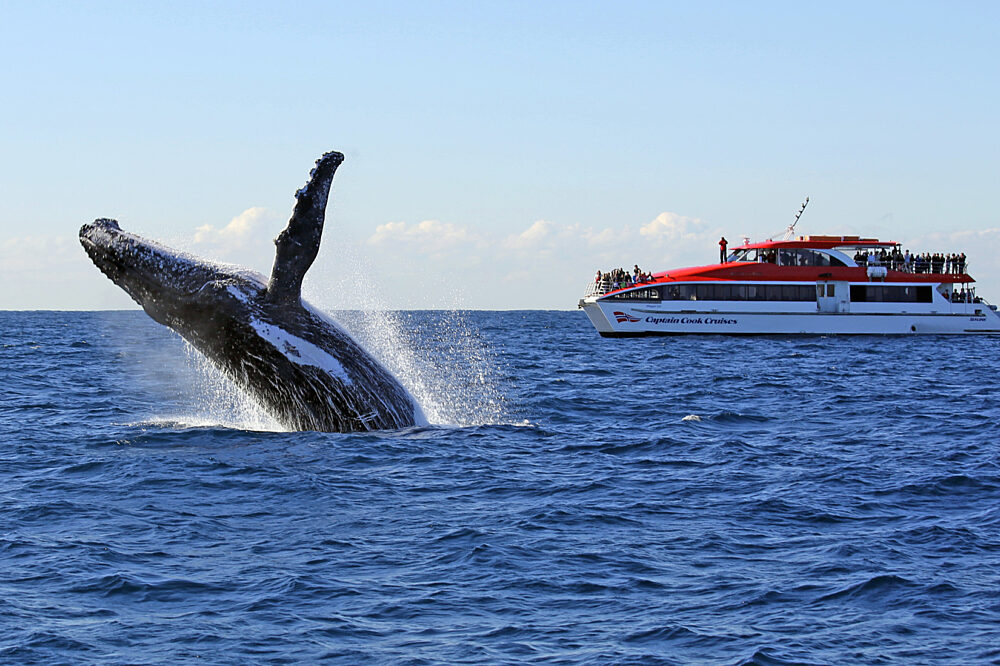 Whale Watching Sydney Captain Cook Cruises Sydney Harbour