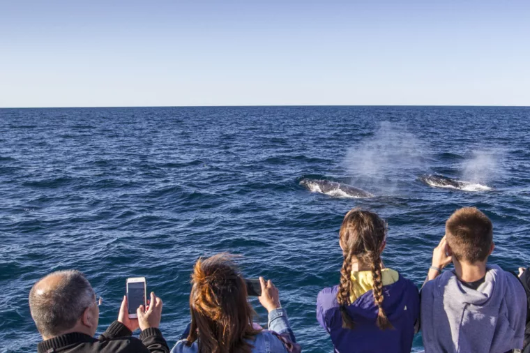 Family whale watching snapping pictures of humpback whales blowing wildlife non-ccc dnsw