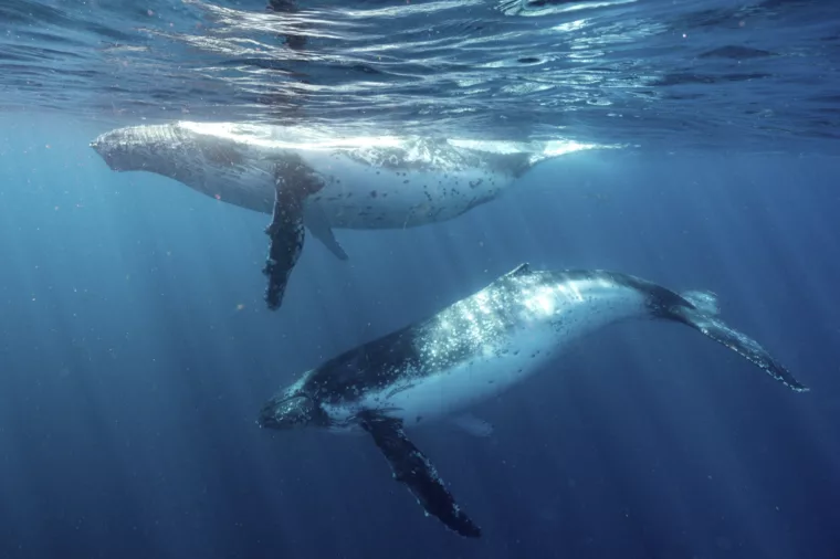 Two whales swimming underwater non-ccc dnsw