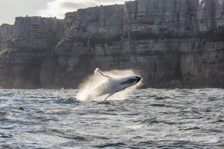 Whale breaching out of Sydney Heads coastline in the background wildlife nonccc dnsw