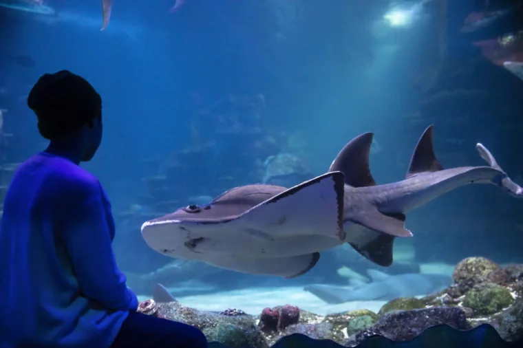 Young boy enjoying his visit to SeaLife Aquarium in Darling Harbour attraction shark non-ccc dnsw