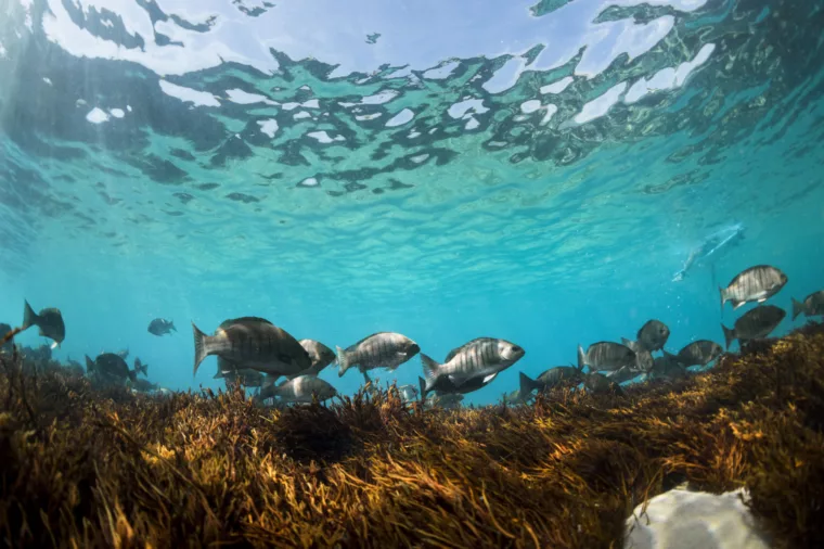 Marine life fish swimming in Sydney Harbour - stock