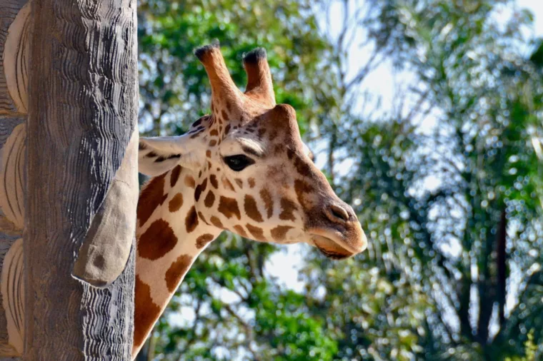 Taronga Zoo giraffe wildlife attraction HOHO sightseeing non-ccc unsplash