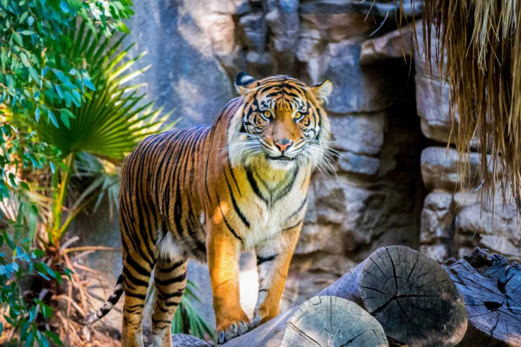 Taronga Zoo Express HOHO attraction tiger wildlife non-ccc unsplash