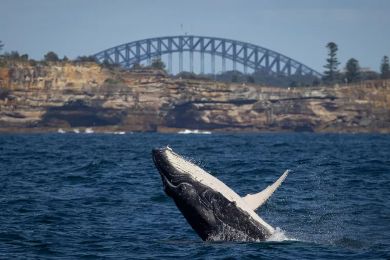 Whale 8332 - ST