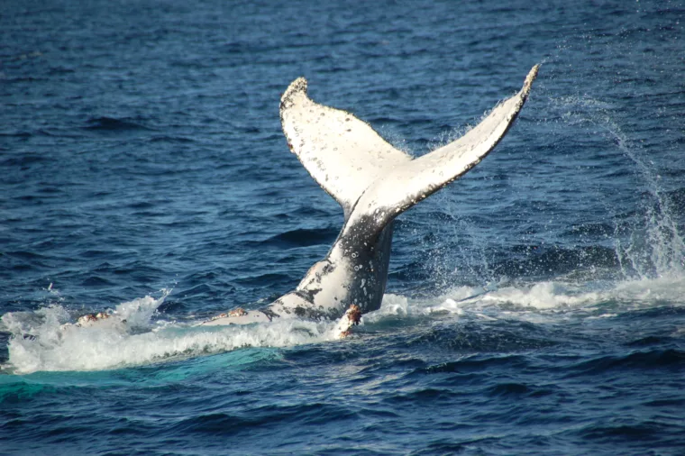 Whale 3893 - ST