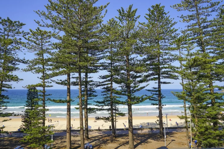 Manly Trees